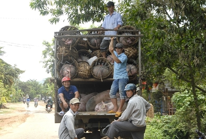 xuat khau tieu ngach bien gioi