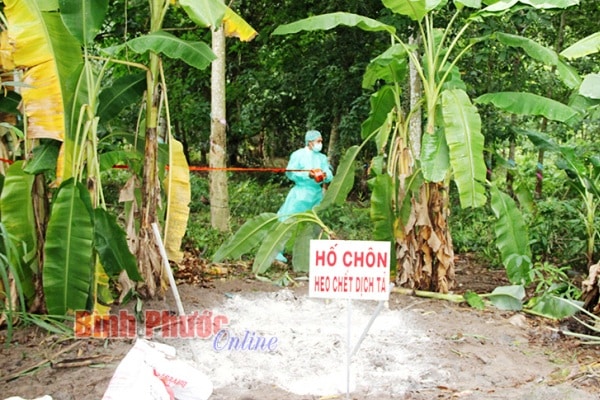 ta lon chau phi binh phuoc